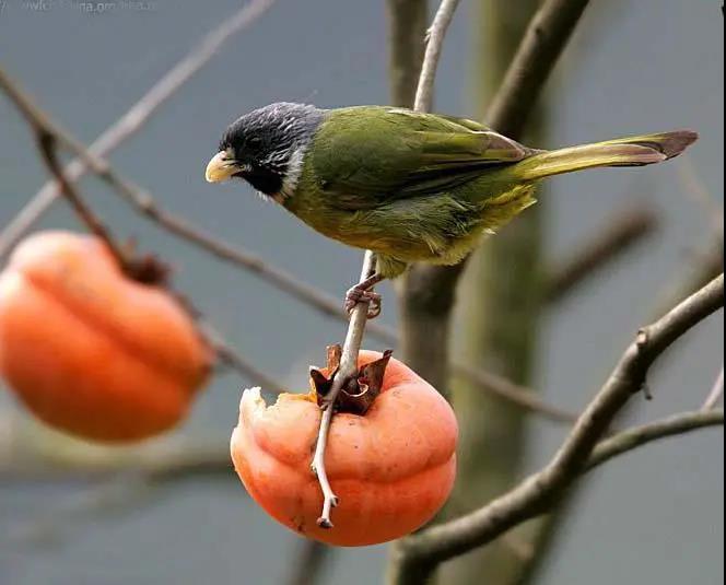 鳥.jpg