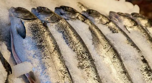 凍魚(yú)