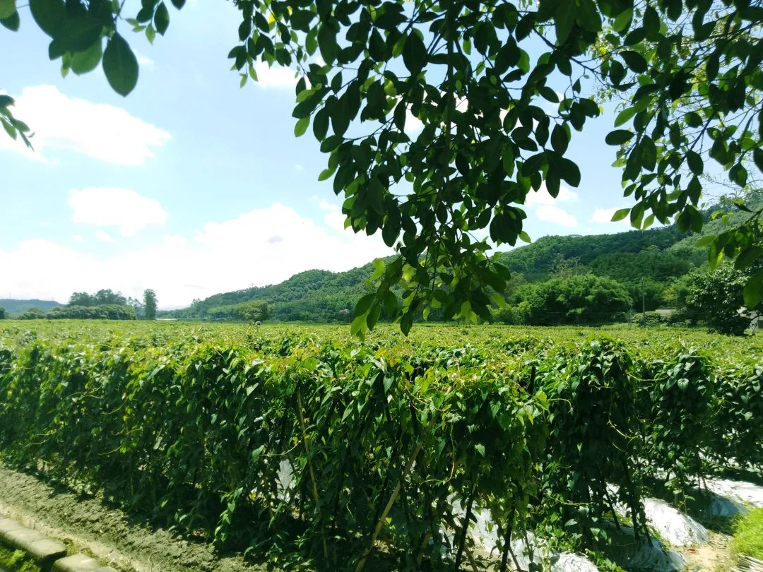 康來福蔬菜基地
