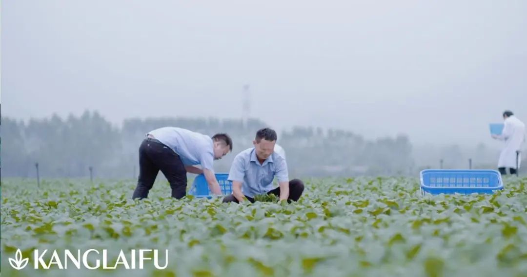 康來福蔬菜種植基地