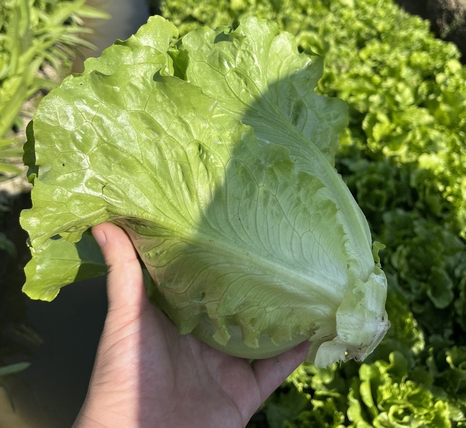 康來福農(nóng)產(chǎn)品集團(tuán)有限公司怎么樣？