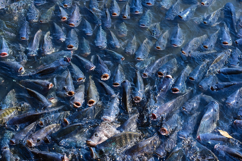 水產養殖基地